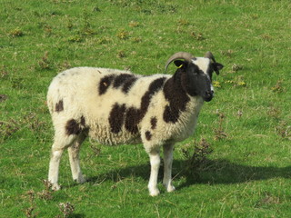 Jacob sheep in a field

