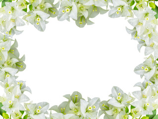 Wall Mural - bougainvillea flower frame