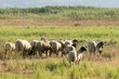 Sheep herd shepherds outside in the nature.
