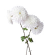 Chrysanthemums isolated on white background.