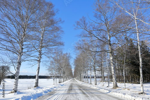 冬の北海道 白樺並木 Winter Of Hokkaido Japan Birch Tree Lined Adobe Stock でこのストック画像を購入して 類似の画像をさらに検索 Adobe Stock