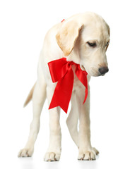 Canvas Print - Beautiful Labrador retriever with red bow isolated on white background