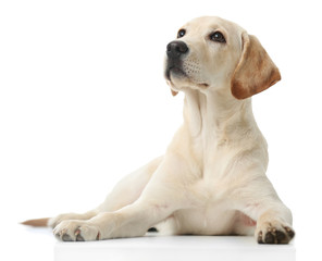 Wall Mural - Beautiful Labrador retriever isolated on white background