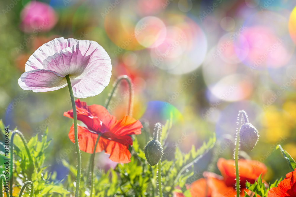 spring meadow with red poppies - obrazy, fototapety, plakaty 