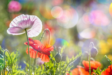 Poster - spring meadow with red poppies