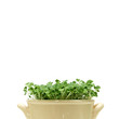Green chia sprouts in a pot on a white background