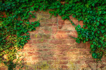 Brick Wall Background Texture