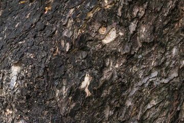 Closeup of the rough texture on the tree