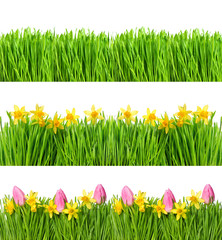 Canvas Print - spring narcissus tulip flowers. green grass water drops