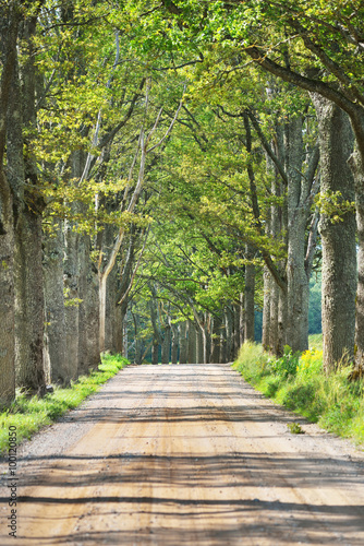 Obraz w ramie Old road through the beautiful alley in the countryside. Ligatne, Latvia