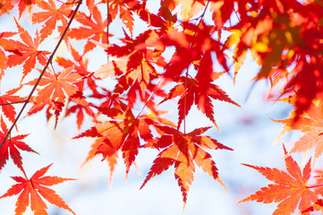 beautiful red maple leaves and tree in autumn season