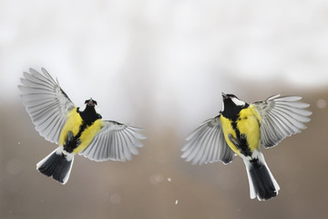 two titmouses flying around in a snow storm spread its wings and catch the snow