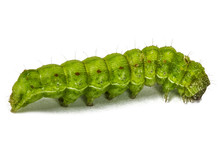 A Close Up Of The Green Caterpillar, Isolated On The White Backg
