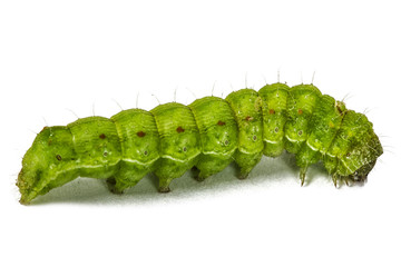 A close up of the green caterpillar, isolated on the white backg