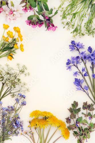 Fototapeta na wymiar Spring Wild Flower Border