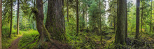 Hoh Rainforest, Olympic National Park, Washington State, USA