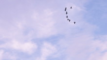 Birds Flying In Loose Formation