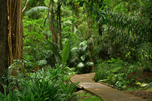 Botanic Garden, Cairns, Queensland, Australia