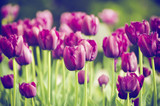 Fototapeta  - Spring meadow with violet tulip flowers, floral vintage background