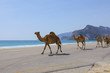 Camels on a road in Oman.