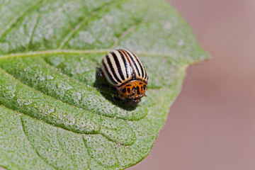 Colorado potato beetle  