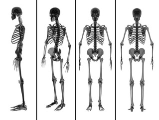 3d rendering medical illustration of the skeleton collection