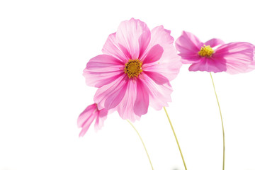 cosmos flower isolated on white
