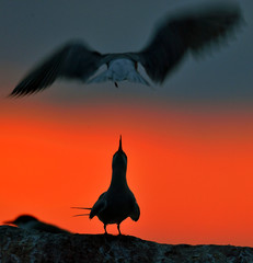 Wall Mural - silhouette of common terns (sterna hirundo) on red sunset background