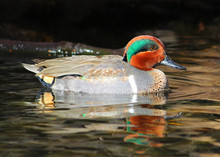 Male Green-winged Teal Duck In The Water