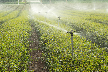 Wall Mural - water sprinkler at the tea farm