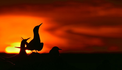 Wall Mural - silhouette of common terns (sterna hirundo) on red sunset background