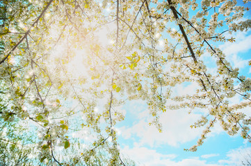 Wall Mural - Spring tree blossom on sunshine and sky background