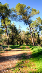 Two tall pine trees near  the forest road