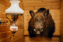 Stuffed Wild Boar On A Wooden Wall