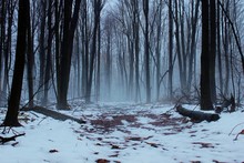 Alone. A Remote Winter Forest Immersed In Fog With Trail Leading Into The Unknown.