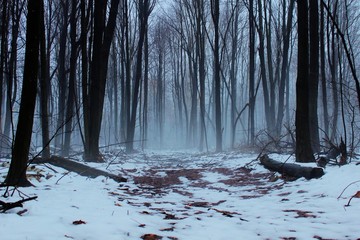 Alone. A remote winter forest immersed in fog with trail leading into the unknown.