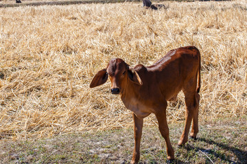 Cow Thailand eating rice straw