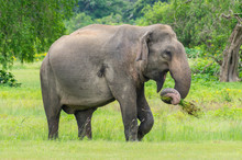 Sri Lankan Elephant Eating Grass In Yala National Park