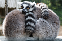 Lemur, Double, Couple, Love