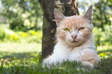 Fototapeta Mapy - Beautiful cat lying in the grass hiding from the summer heat in