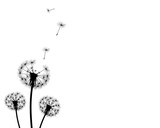 Fototapeta Dmuchawce - background dandelion faded silhouettes on a white background