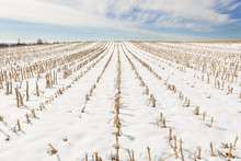 Rows Of Cut Corn Field In Winter
