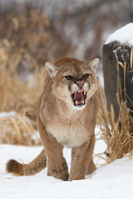 Angry Mountain Lion Growling Standing In The Snow