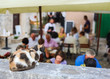 © Ewald Fröch - Freche Katze wartet auf Essensreste in Lokal für Touristen