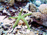 Fototapeta Do akwarium - starfish, Coral Sea, Bali, Indonesia