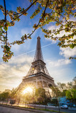 Fototapeta Paryż - Eiffel Tower with spring tree in Paris, France