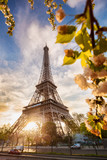 Fototapeta  - Eiffel Tower with spring tree in Paris, France