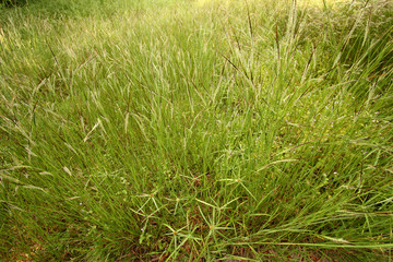 Wall Mural - grassland background