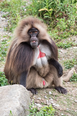 gelada baboon monkey ape portrait