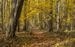 Winding Forest Path In Autumn. Forest path winds through a tunnel of trees in a forest ablaze with fall color. Huron County Wilderness Arboretum.